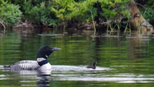 Loon & Baby #2