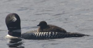 Loon with Baby on back