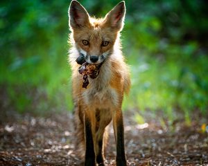 East shore drive snack